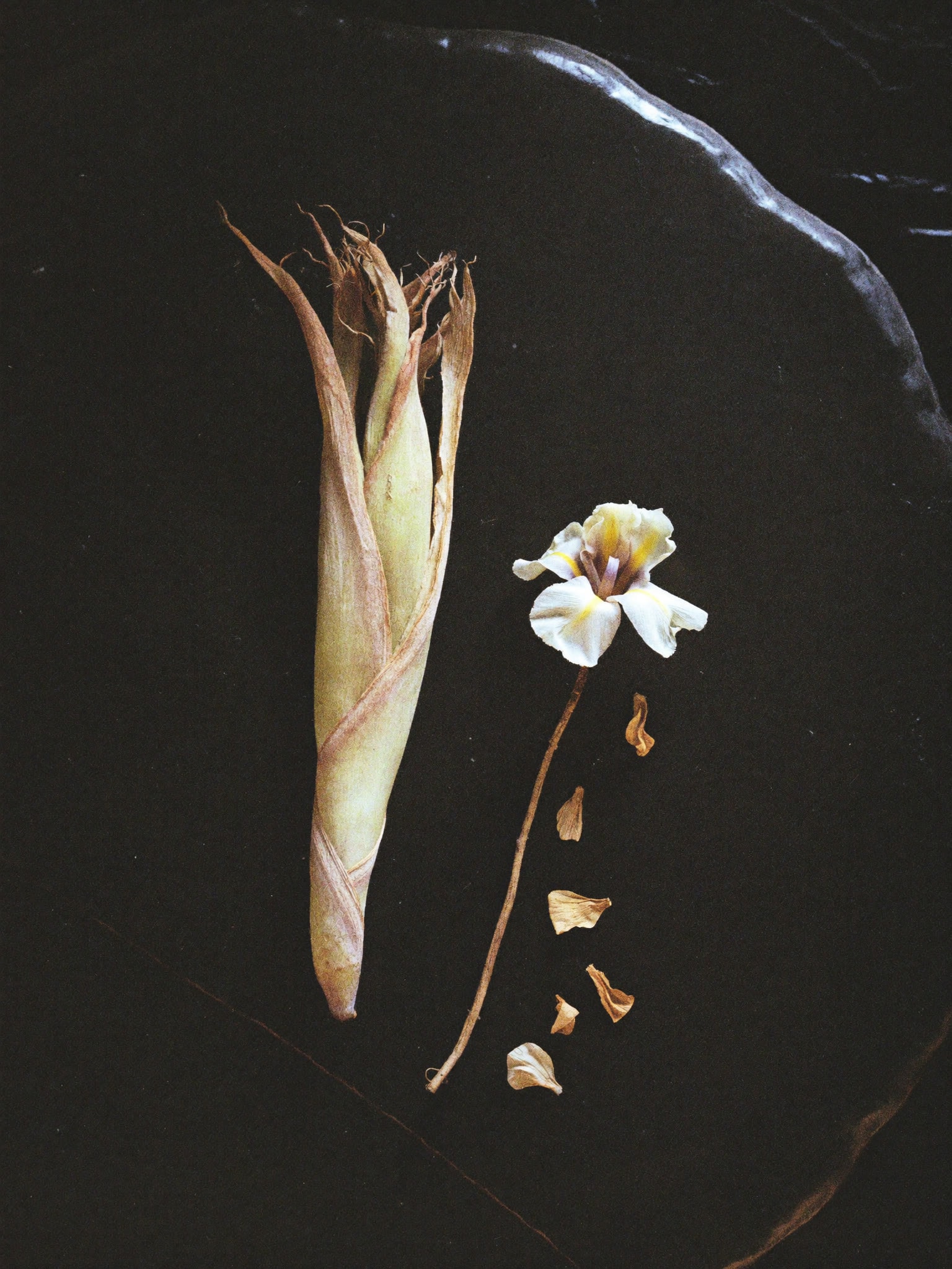Orris root and an iris bloom on dark stone — the note the house is named for.